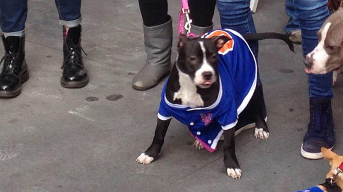 maui-dog-mets.jpg